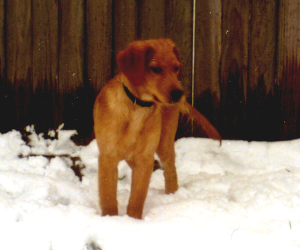 Teen-age Teddy in the snow!